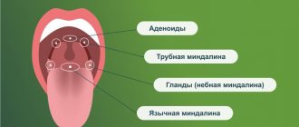 Anatomy of the throat: location of the tonsils
