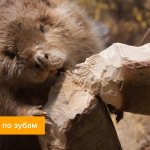 Photo of a beaver gnawing on a tree