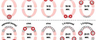 Когда прорезываются клыки у младенцев