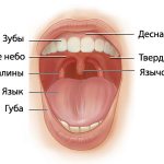 миндалины