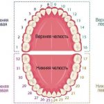 Названия зубов по универсальной системе классификации