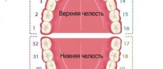 Названия зубов по универсальной системе классификации
