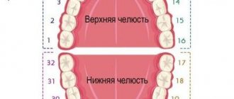 Names of teeth according to the universal classification system