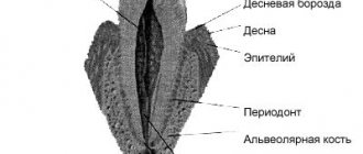 Periodontium