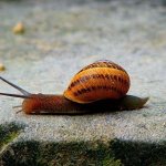 The strength of a snail&#39;s teeth allows it to gnaw even stones