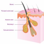 Sebaceous gland.jpg