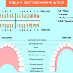 Diagram of the arrangement of human teeth