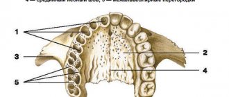 Строение альвеолярного отростка