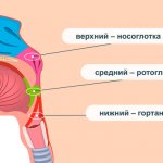 Structure of the pharynx