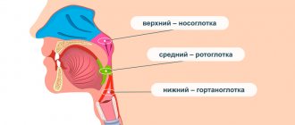 Structure of the pharynx