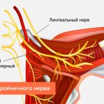 The structure of the trigeminal nerve in pictures