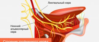 Строение тройничного нерва в картинках