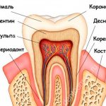 строение зуба