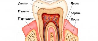 tooth structure