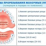 время прорезывания зубов у детей